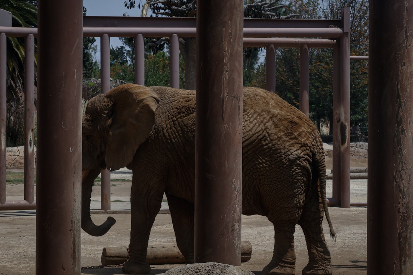 Elefante-Ely-zoologico-aragon-maltrato-descuido-Diana-Valencia-activista-9