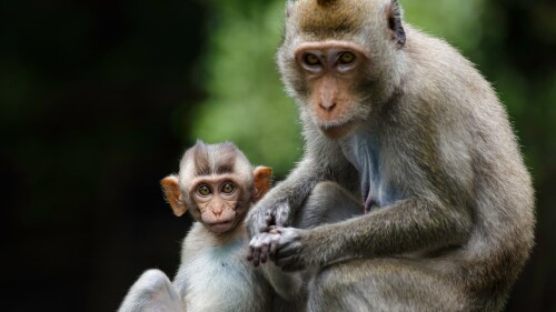Estudio revela que a los grandes simios jóvenes les encanta molestar a sus mayores