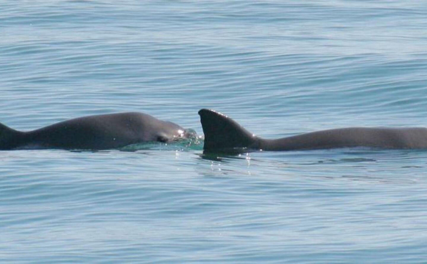 vaquita-marina-con-bebe