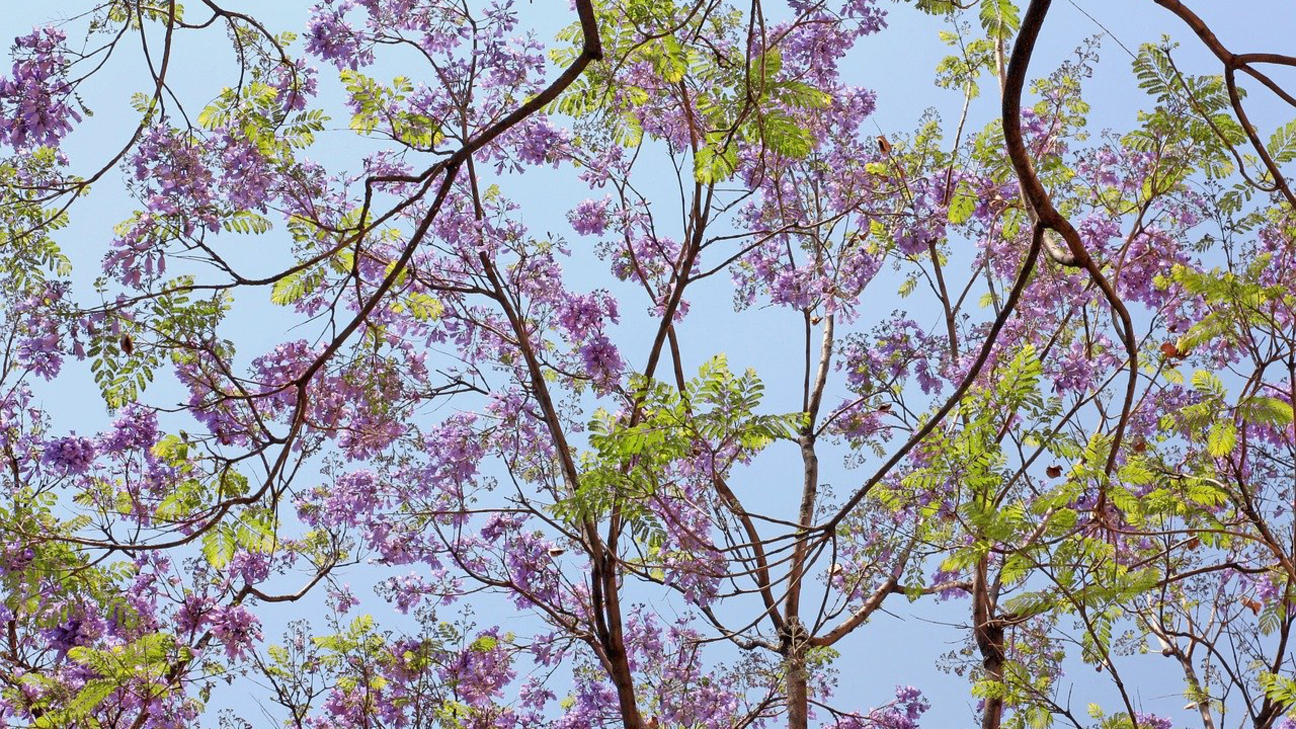 Jacaranda
