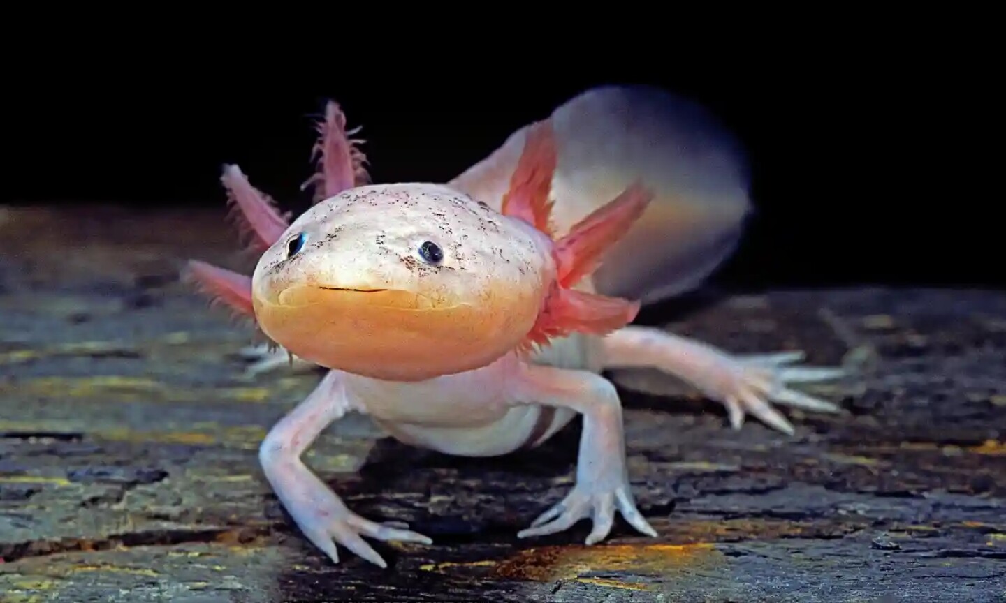 nueva_zelanda_ajolotes