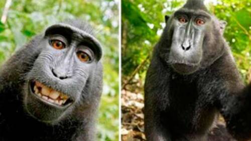 naruto-macaco-selfie