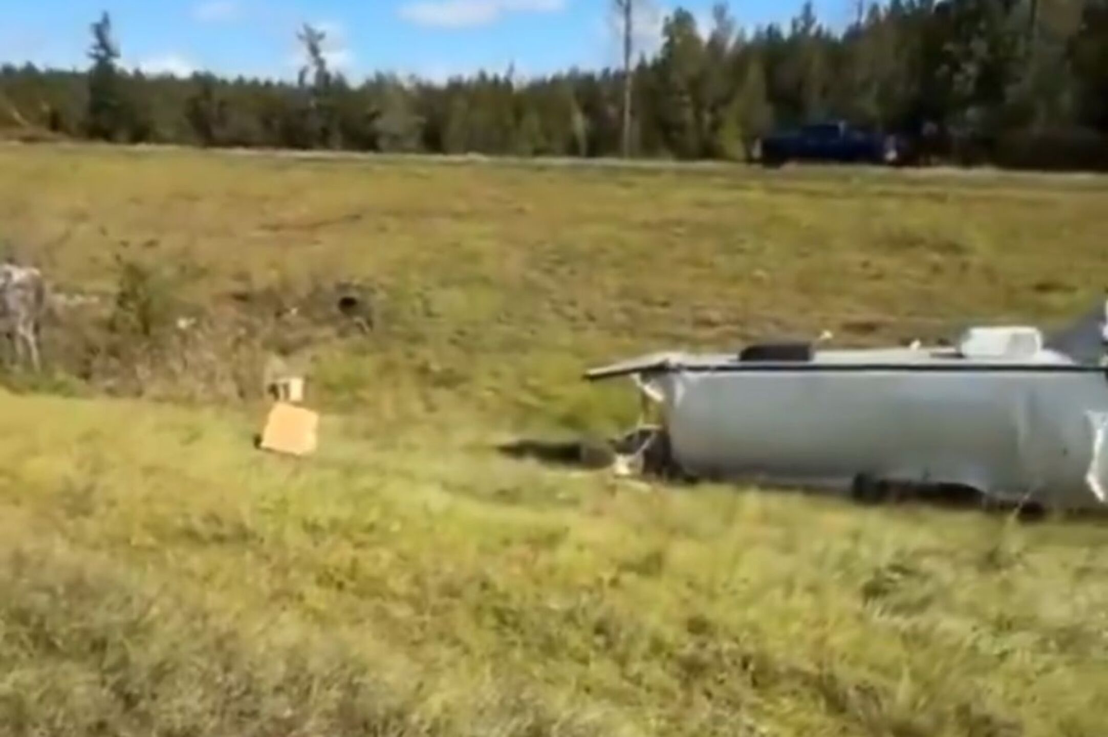 monos covid herpes escapan mississipi