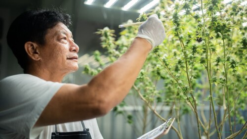 cannabis marihuana