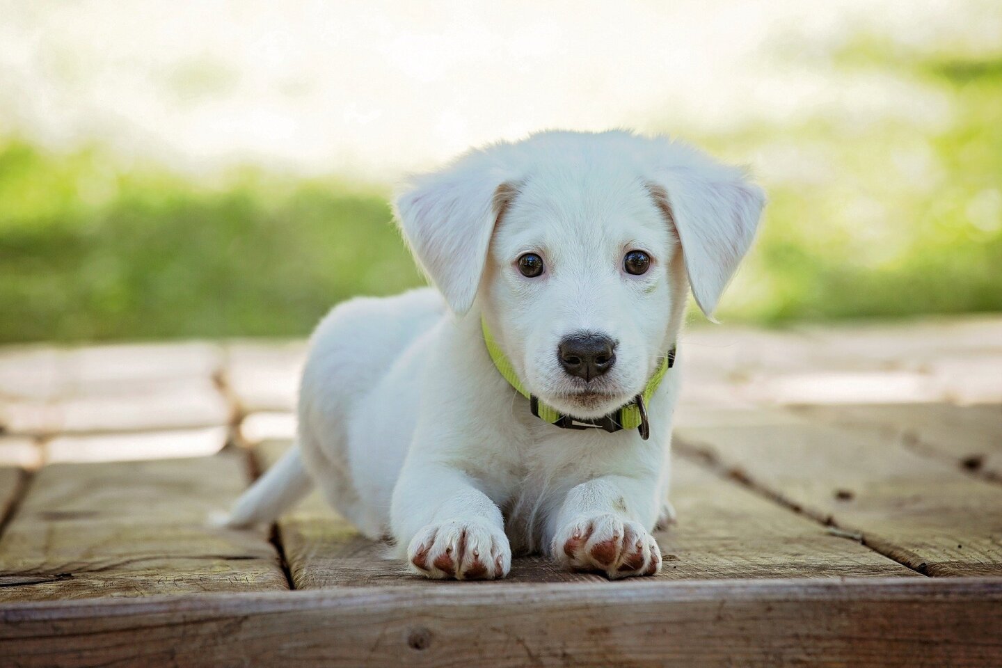 perrito_cachorro_lomito