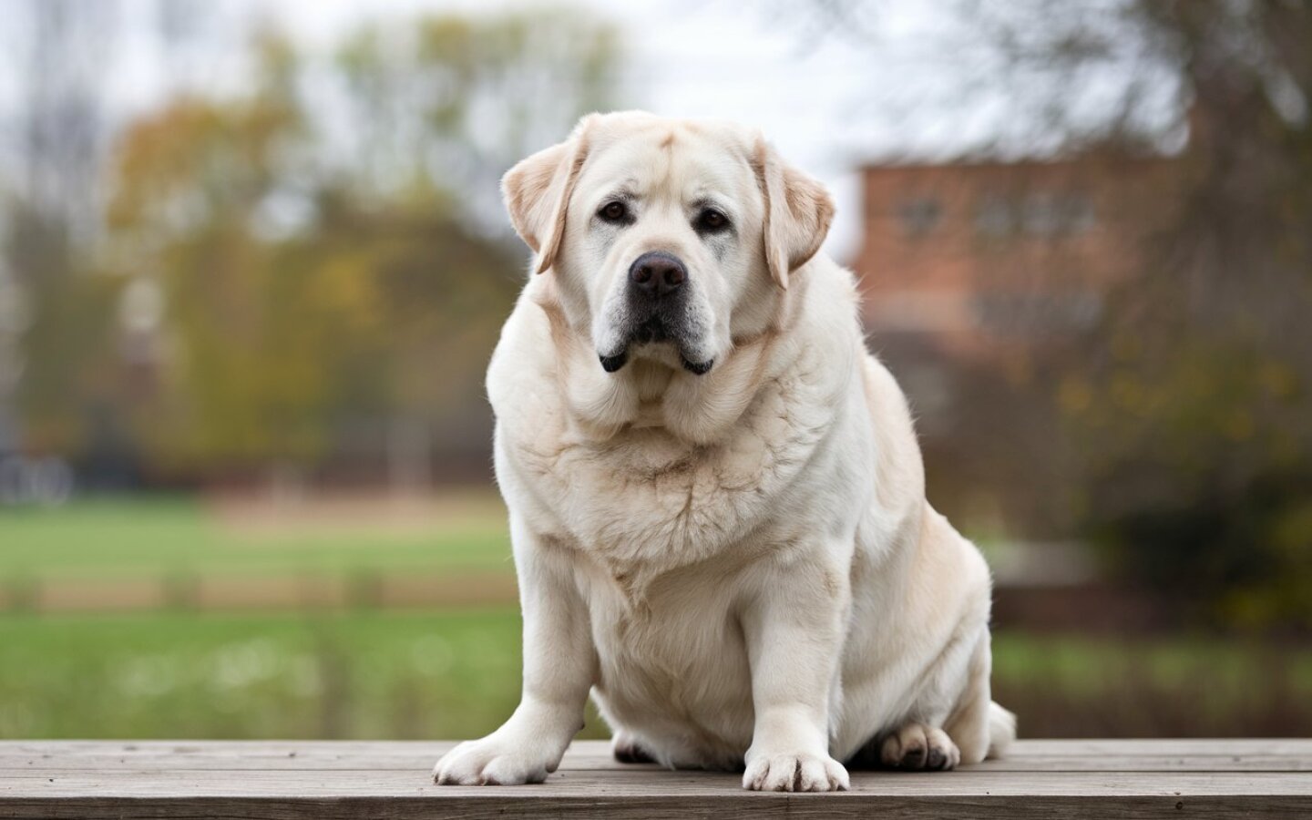 perro a-photo-of-a-chubby-labrador-retriever-with-a-fluf-EClyKPe2Tsme1UmD5SkGXg-HijqWRQcTpKeLUA1xxzQOg.jpeg