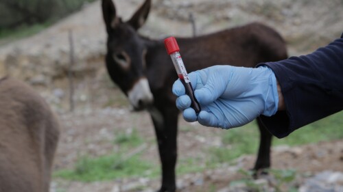 senasica-financiamiento