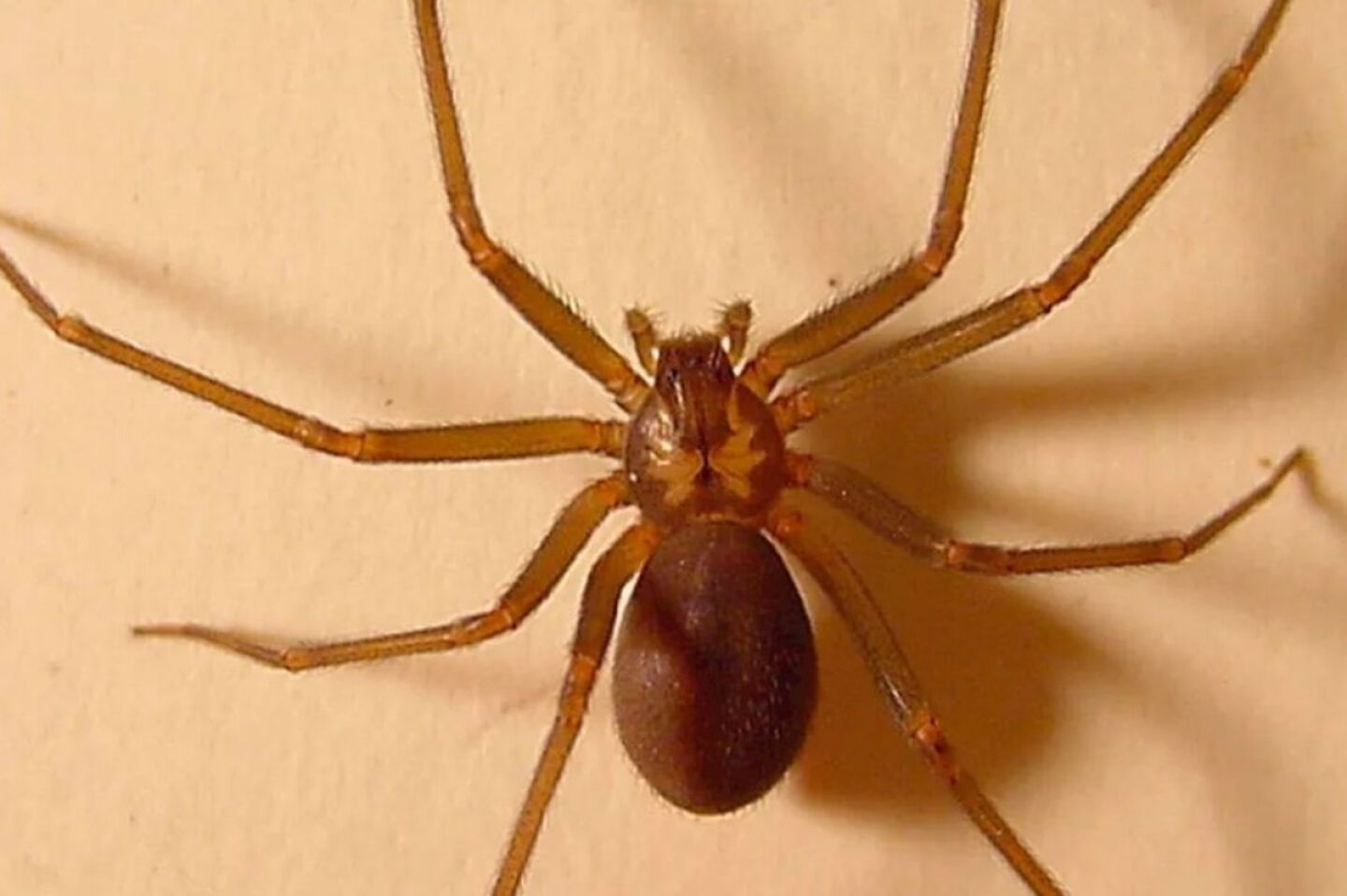 Temporada de araña violinista: UNAM alerta sobre las 5 zonas de la casa ...