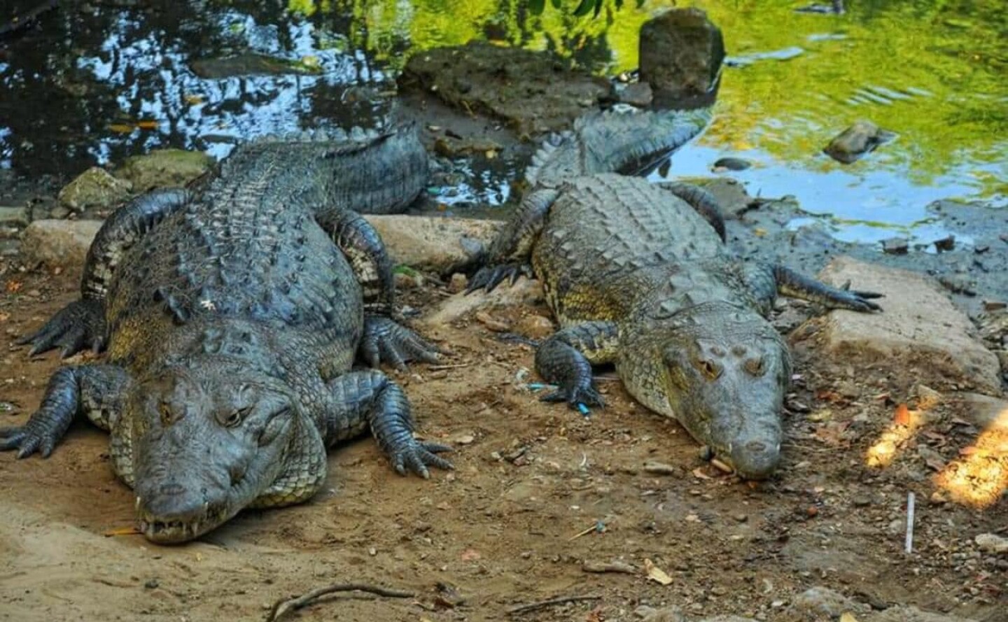 COCODRILOS-TAMAULIPAS
