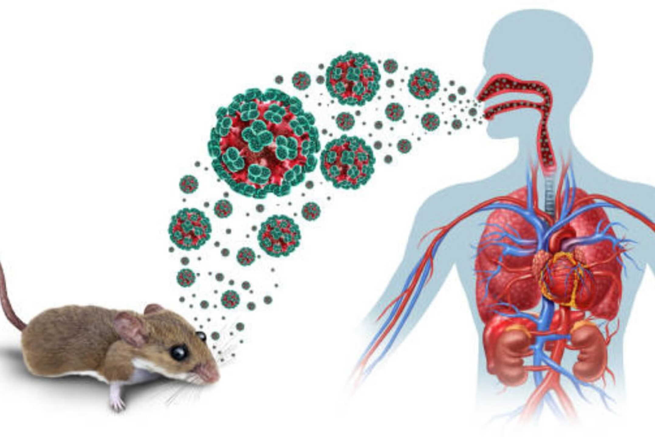 hantavirus2.jpeg