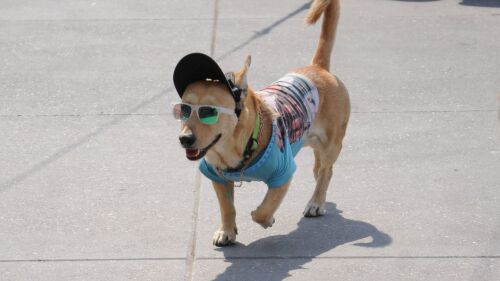 Un perro que utiliza una gorra y lentes de sol camina por el Zócalo.