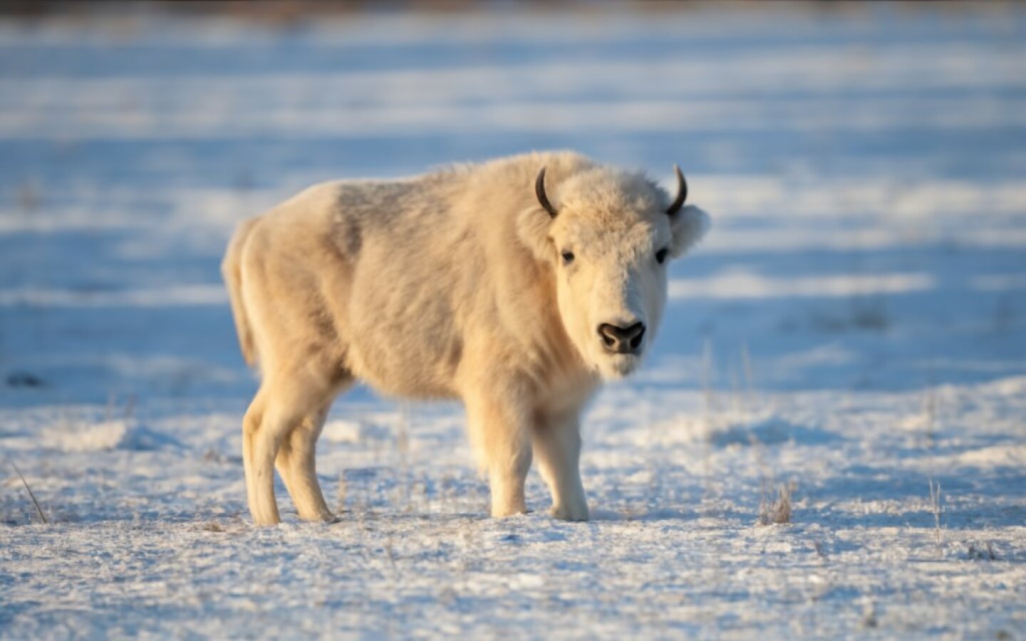 bisonte bufalo a-delicate-and-rare-sight-a-pure-white-albino-biso-8K9r0gleTRG5C7AmoESZLw-jrTkGON4SZm3hoca2JD4fw.jpeg