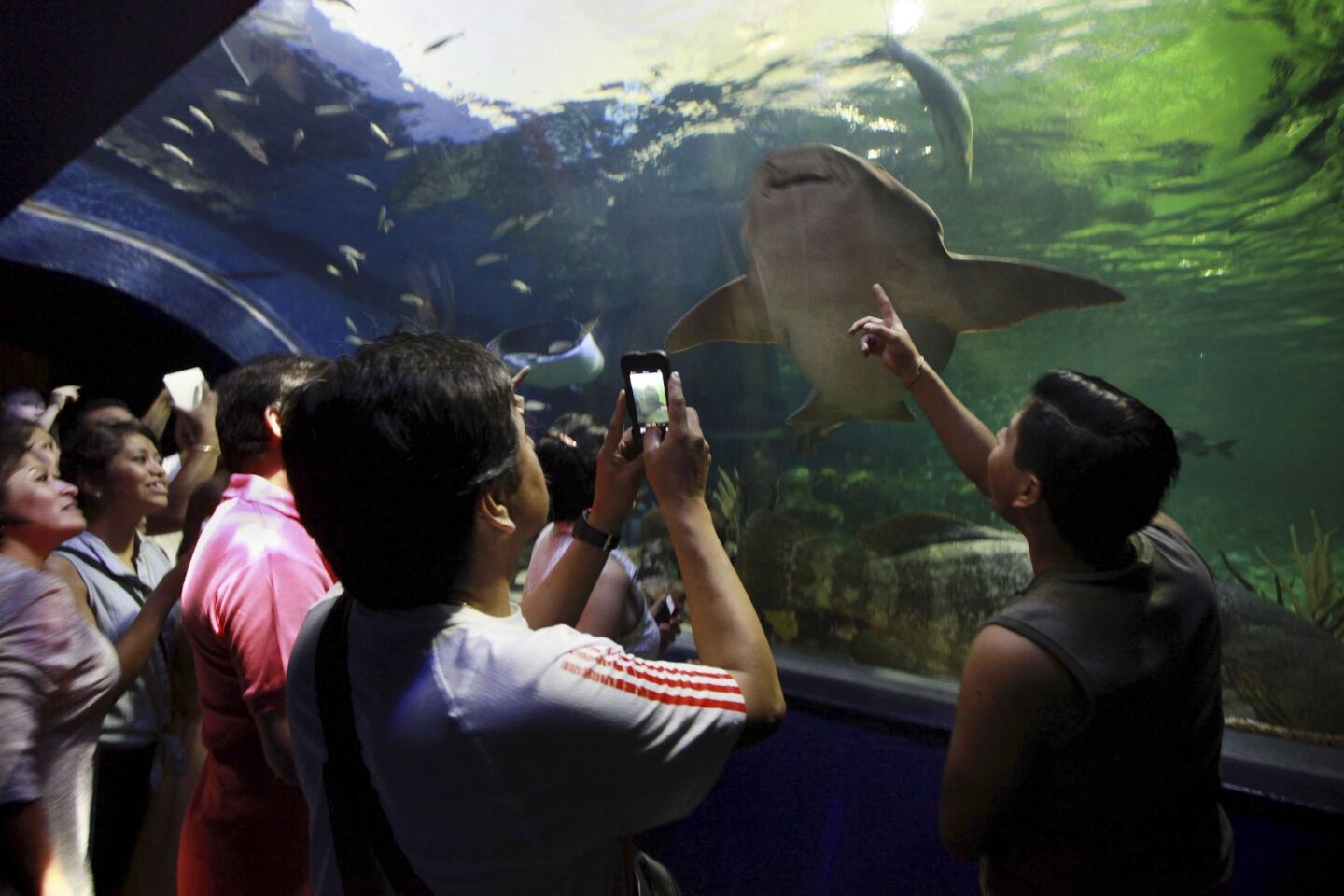 VERACRUZ, VERACRUZ, 16ABRIL2014.- El numero de visitantes al acuario de Veracruz se duplicó con el inicio del periodo vacacional de Semana Santa, por lo que decenas de turistas han abarrotado uno de los recintos acuáticos más grandes de latinoamérica. 
FOTO: FÉLIX MÁRQUEZ /CUARTOSCURO.COM