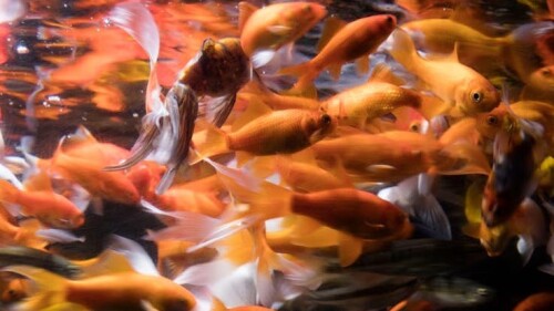 elem-goldfish-rescue-paris-aquarium-spanish-ea2e597a