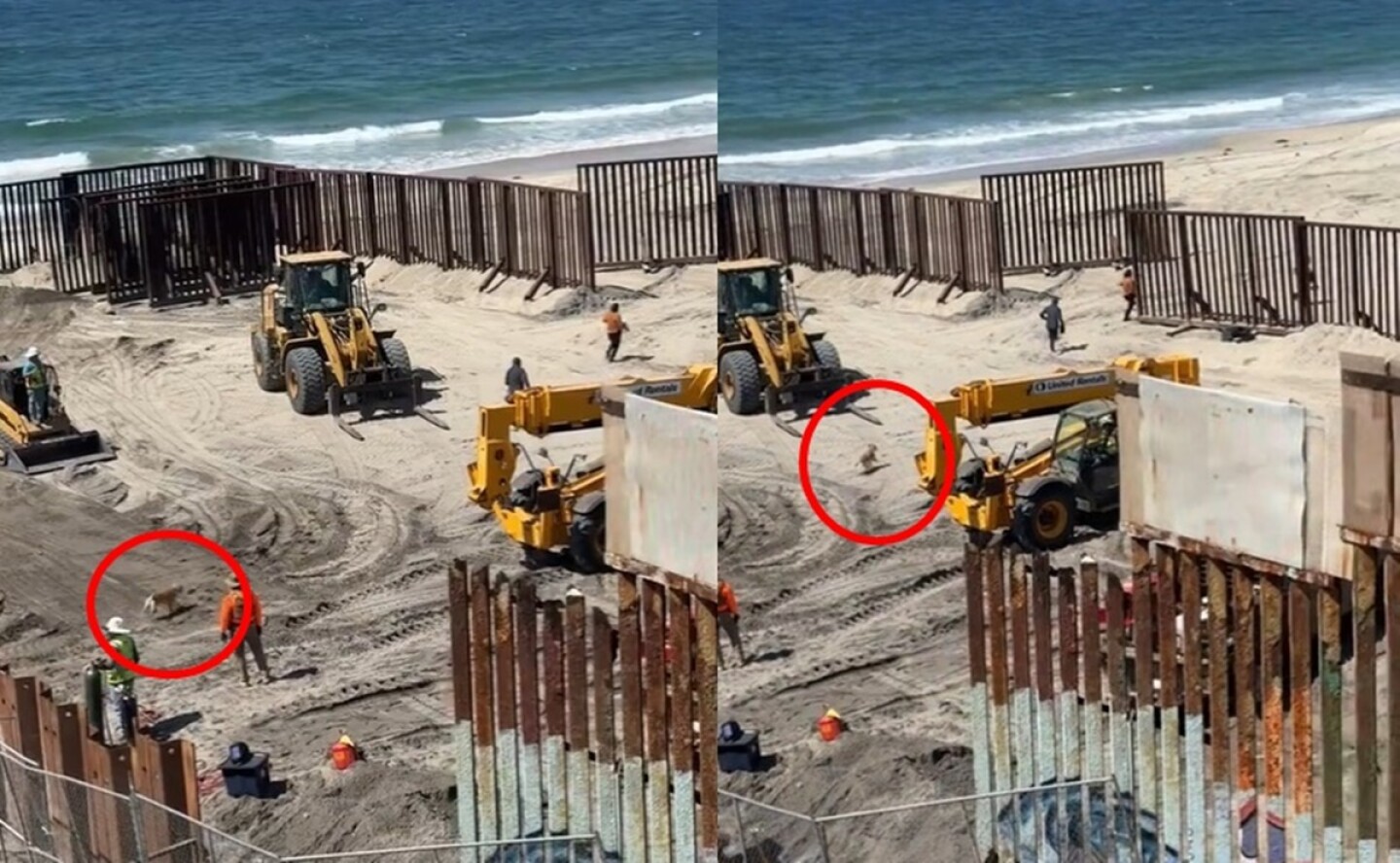 Perrito Oso cruzando a Estados Unidos