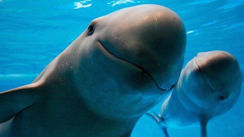vaquita-marina