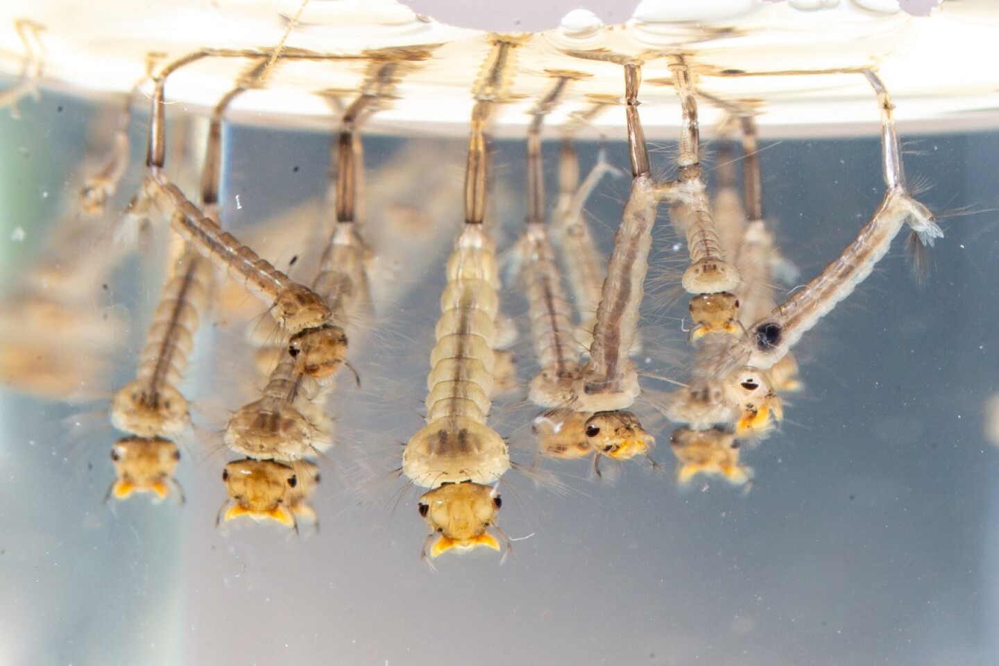 larvas de mosquitos