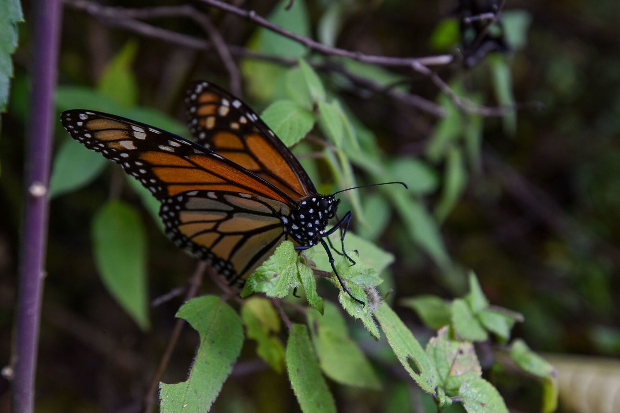 790667_Mariposa-Monarca-Edomex-2_web
