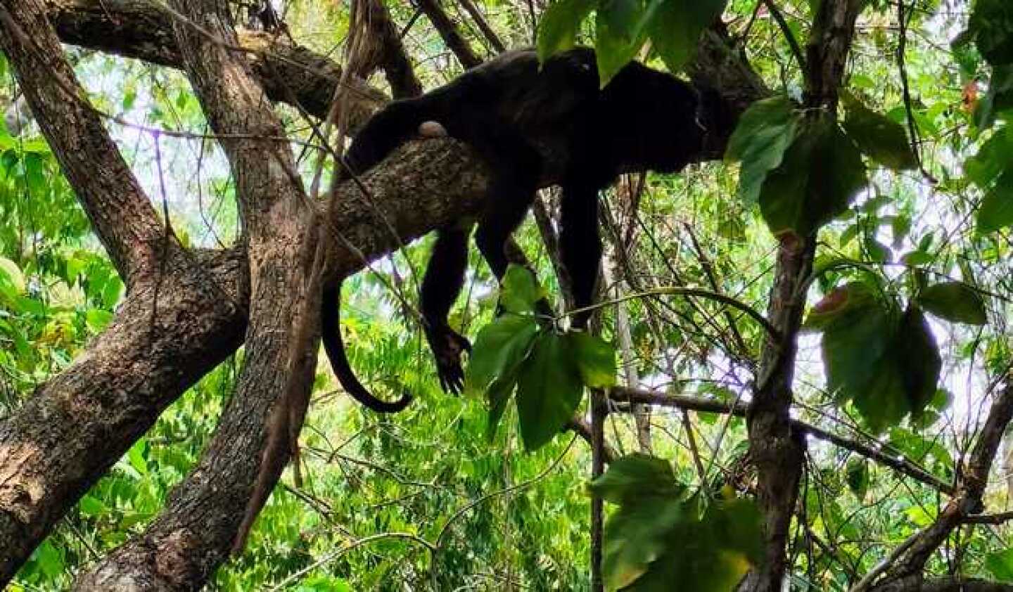 monos.jpeg