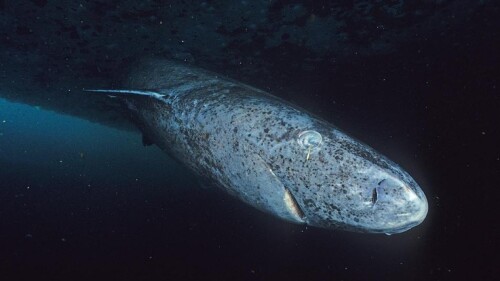 Tiburón