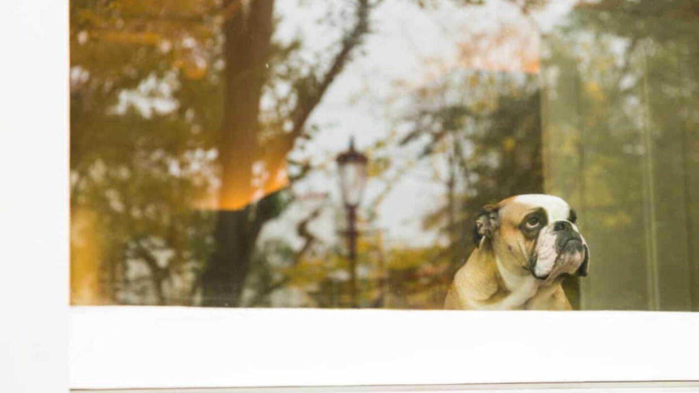 perro