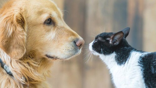 animales seres sintientes.jpg