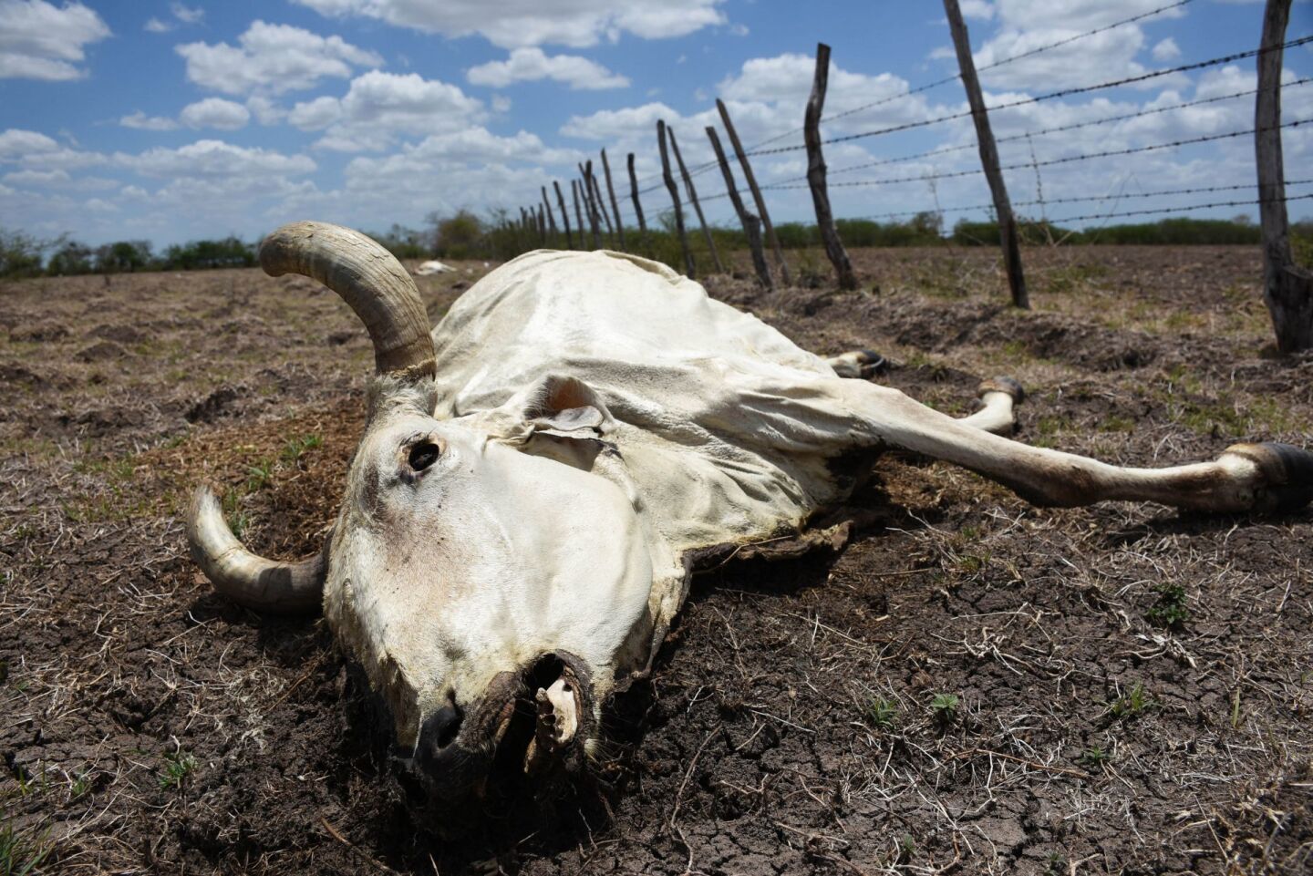 935904_Ola-de-Calor-Ganado-Muerto-2_web