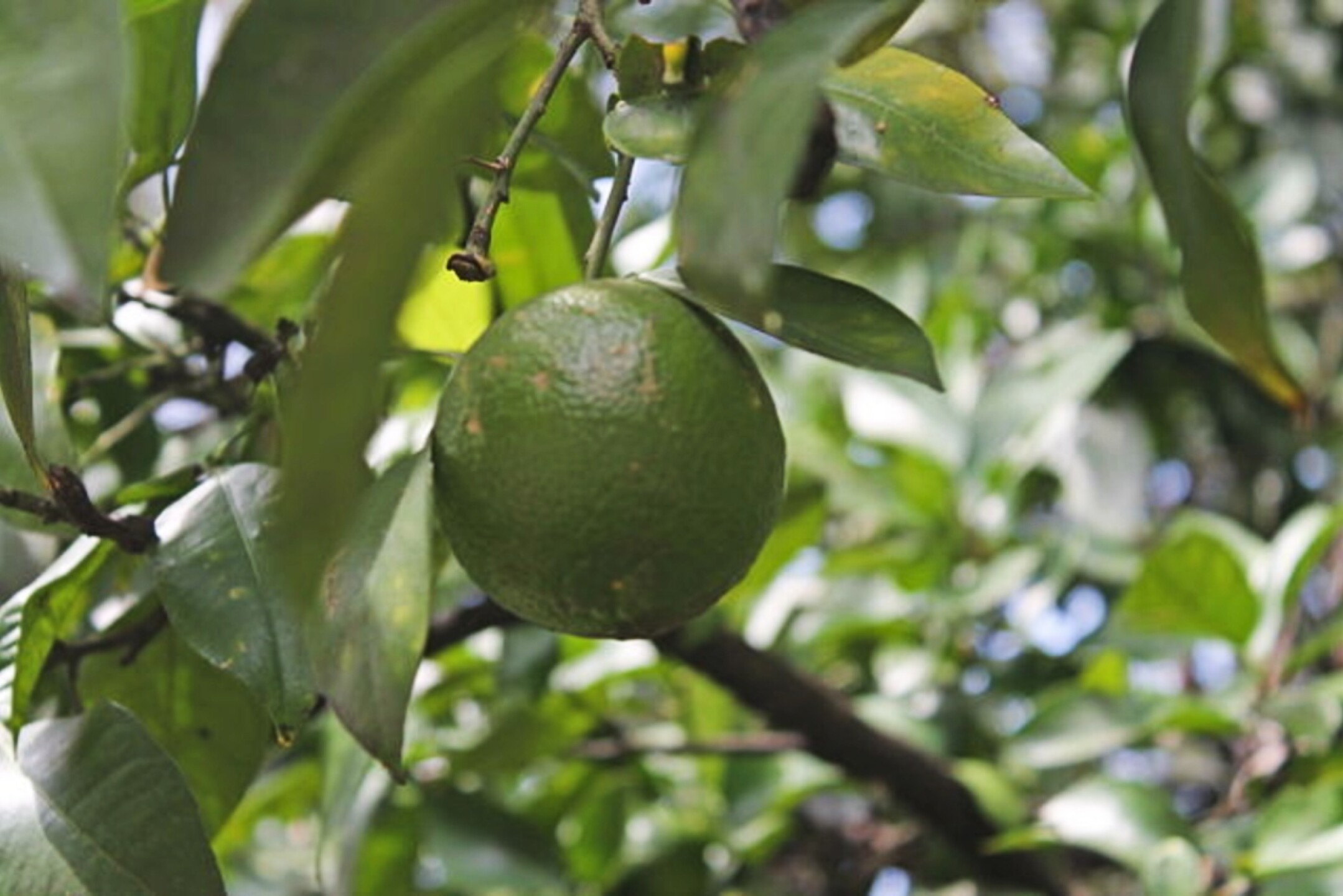 limon