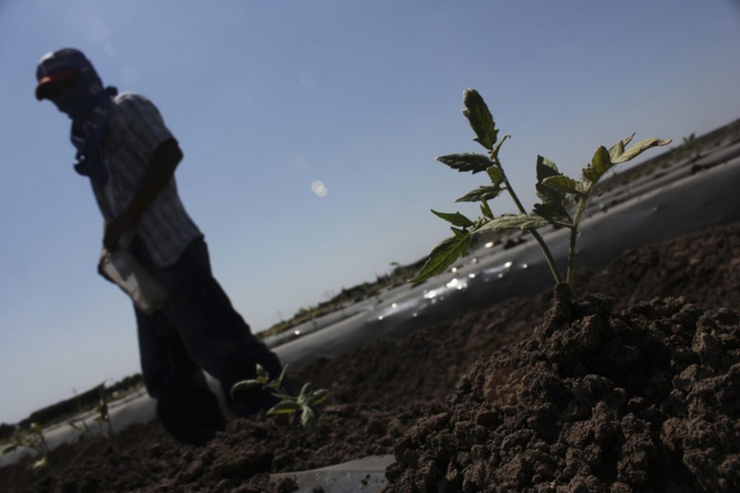 Trabajadores agrícolas