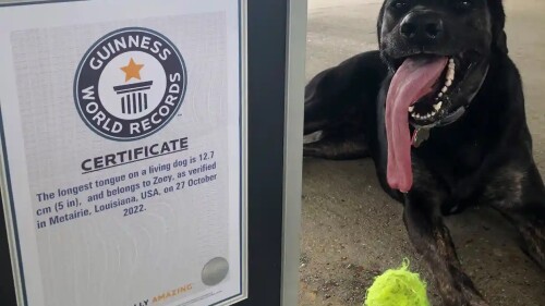 récord_guinness_perro_con_la_lengua_más_larga_del_mundo