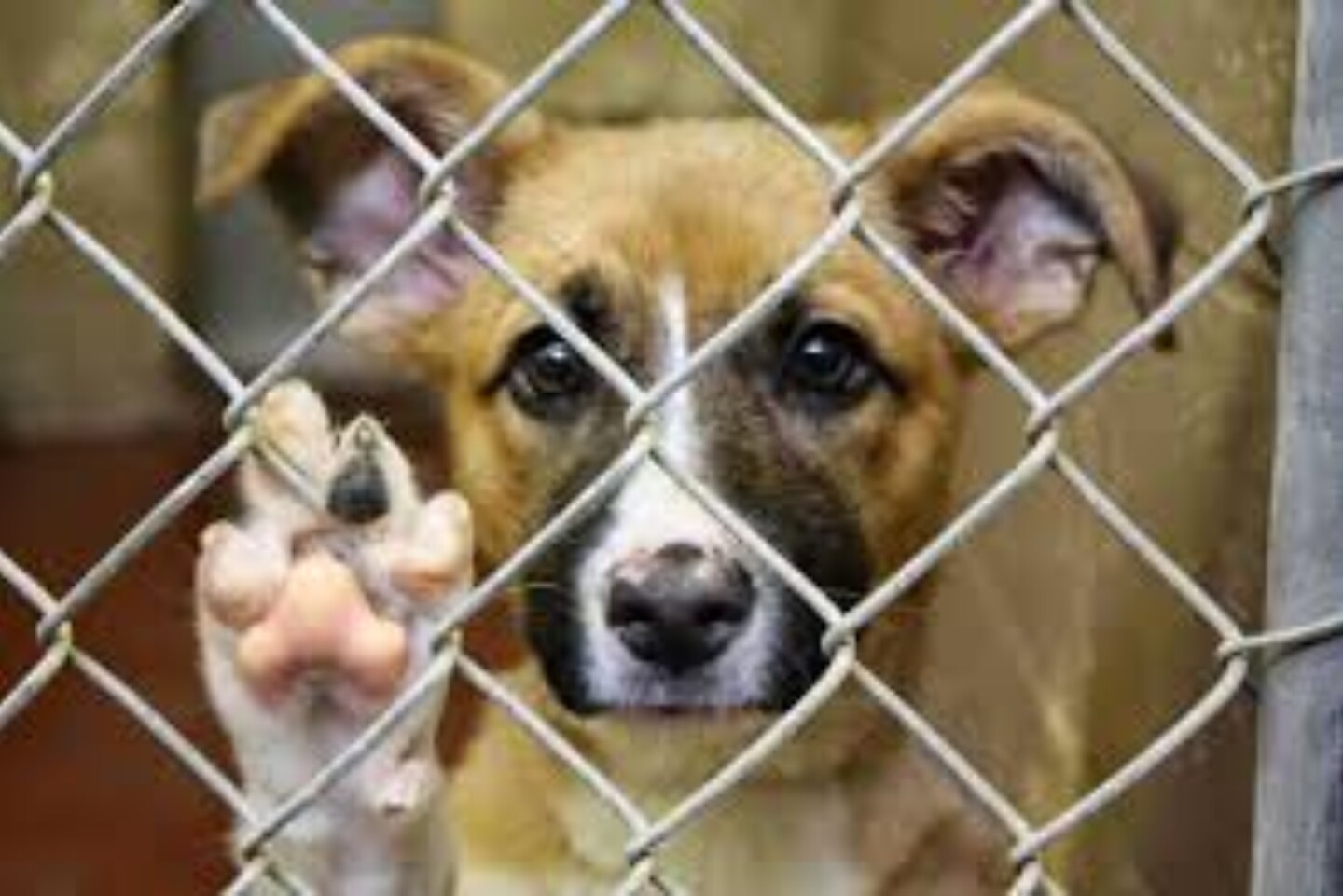 derechos de animales
