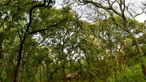 Flor-del-Bosque_zonz-forestal