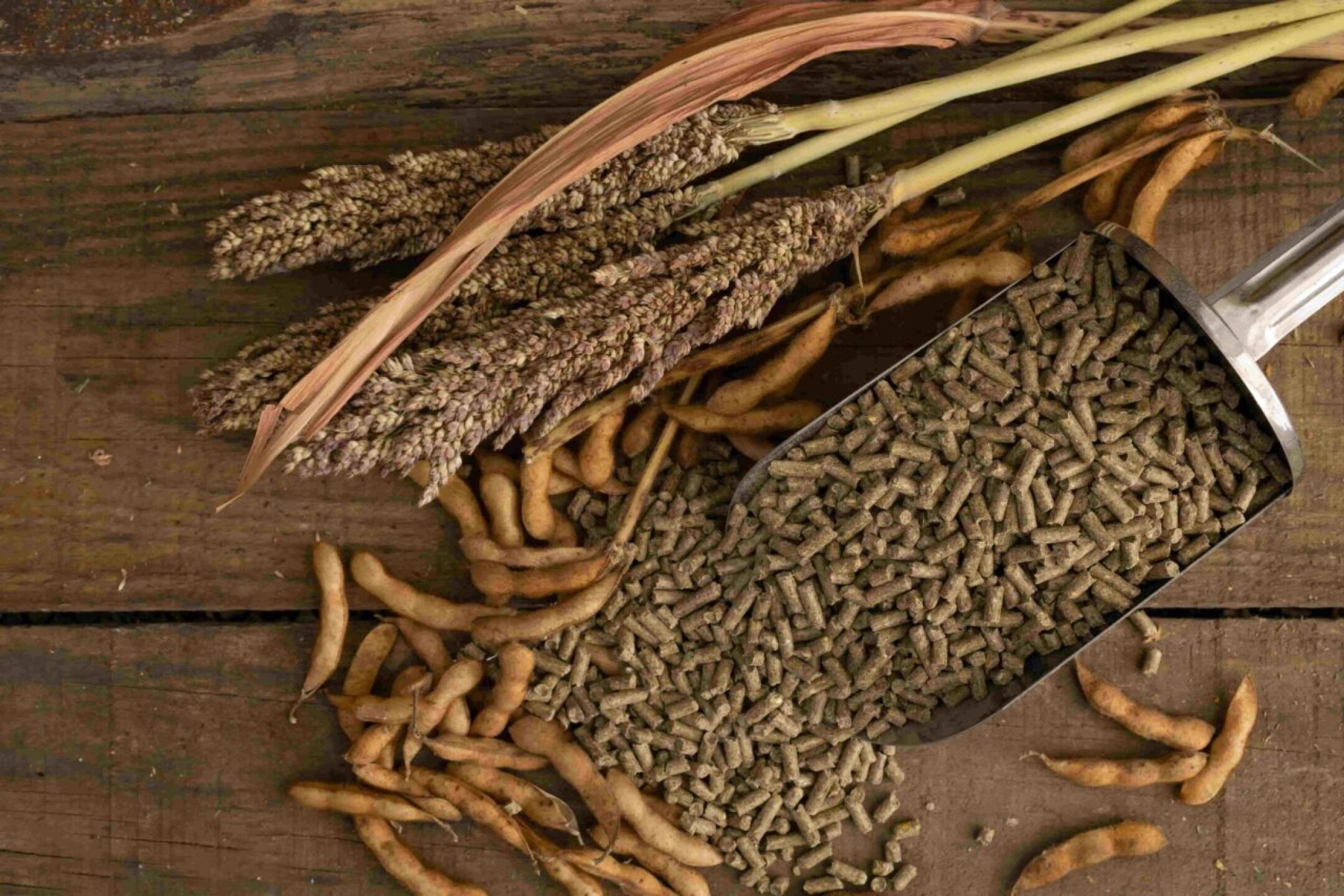 sorghum-and-soy-based-feed-for-pigs-and-chickens-2023-07-03-21-59-46-utc-1-1280x853