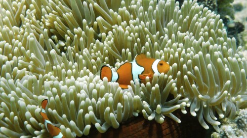 Coral