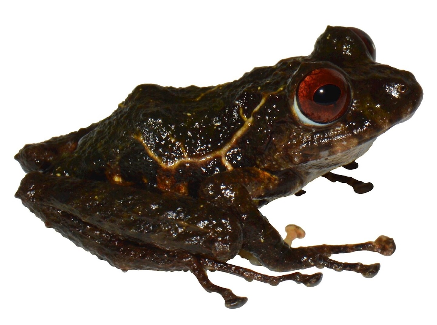 rana-ecuador