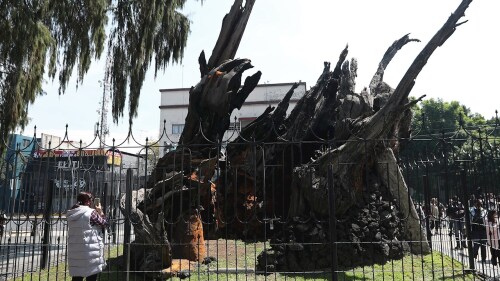 plaza-arbol-noche-triste