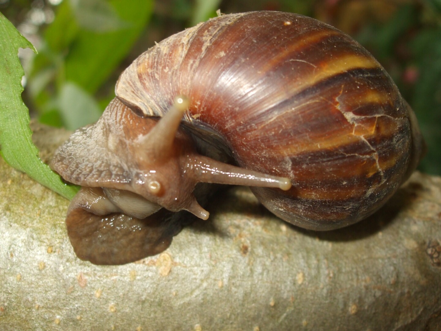 CARACOL AFRICANO 5