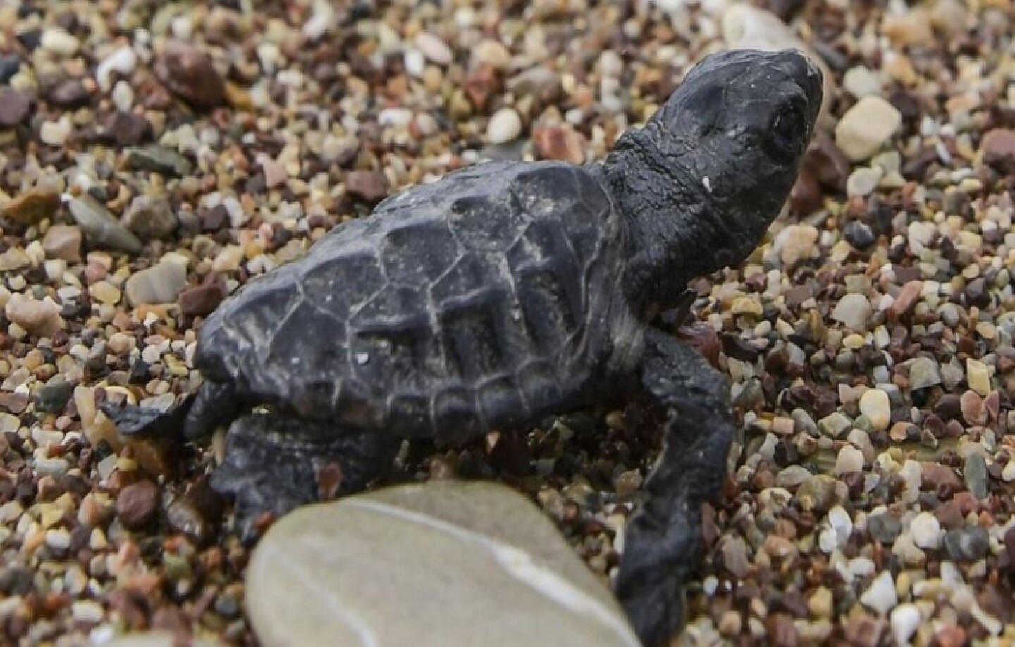 Tortuga_Texas_fríos