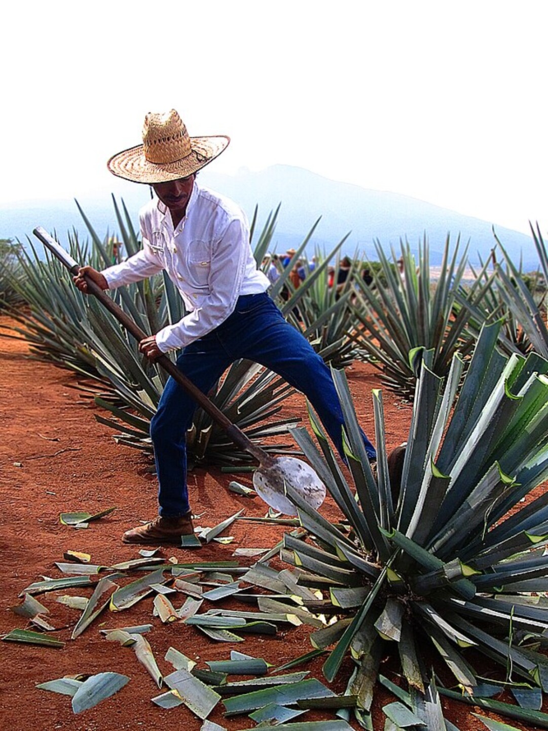 Tequila,_Jalisco,_México.jpg