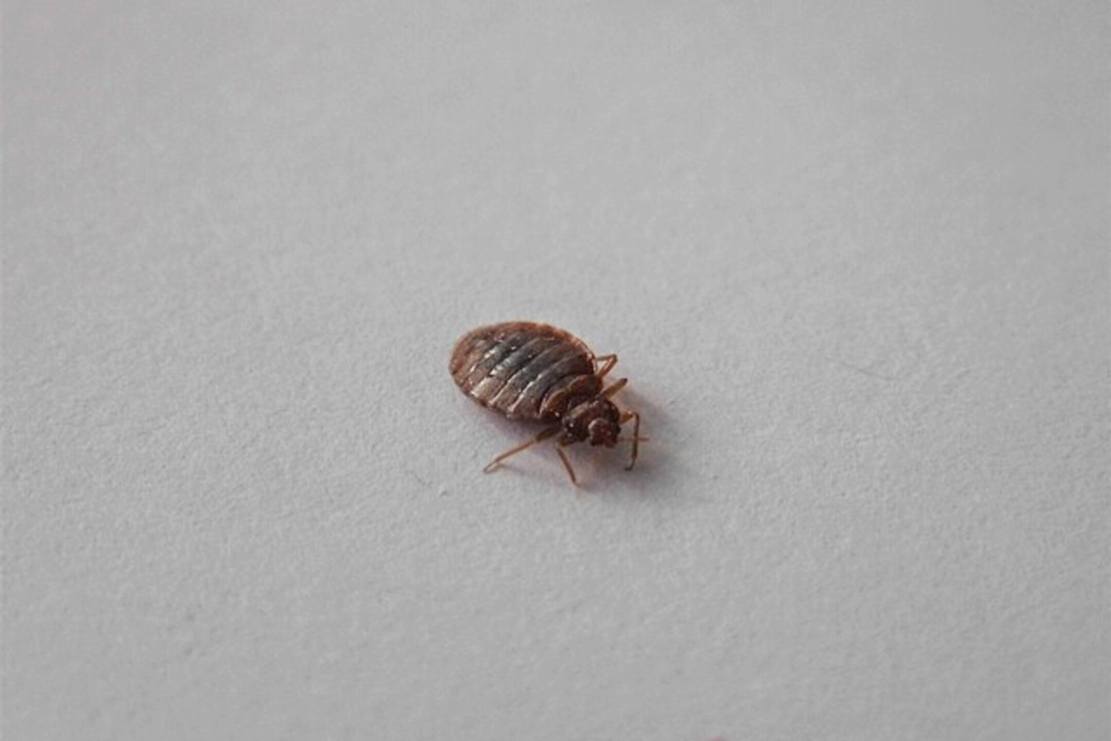 chinches-unam-bed-bug-cimex-lectularius