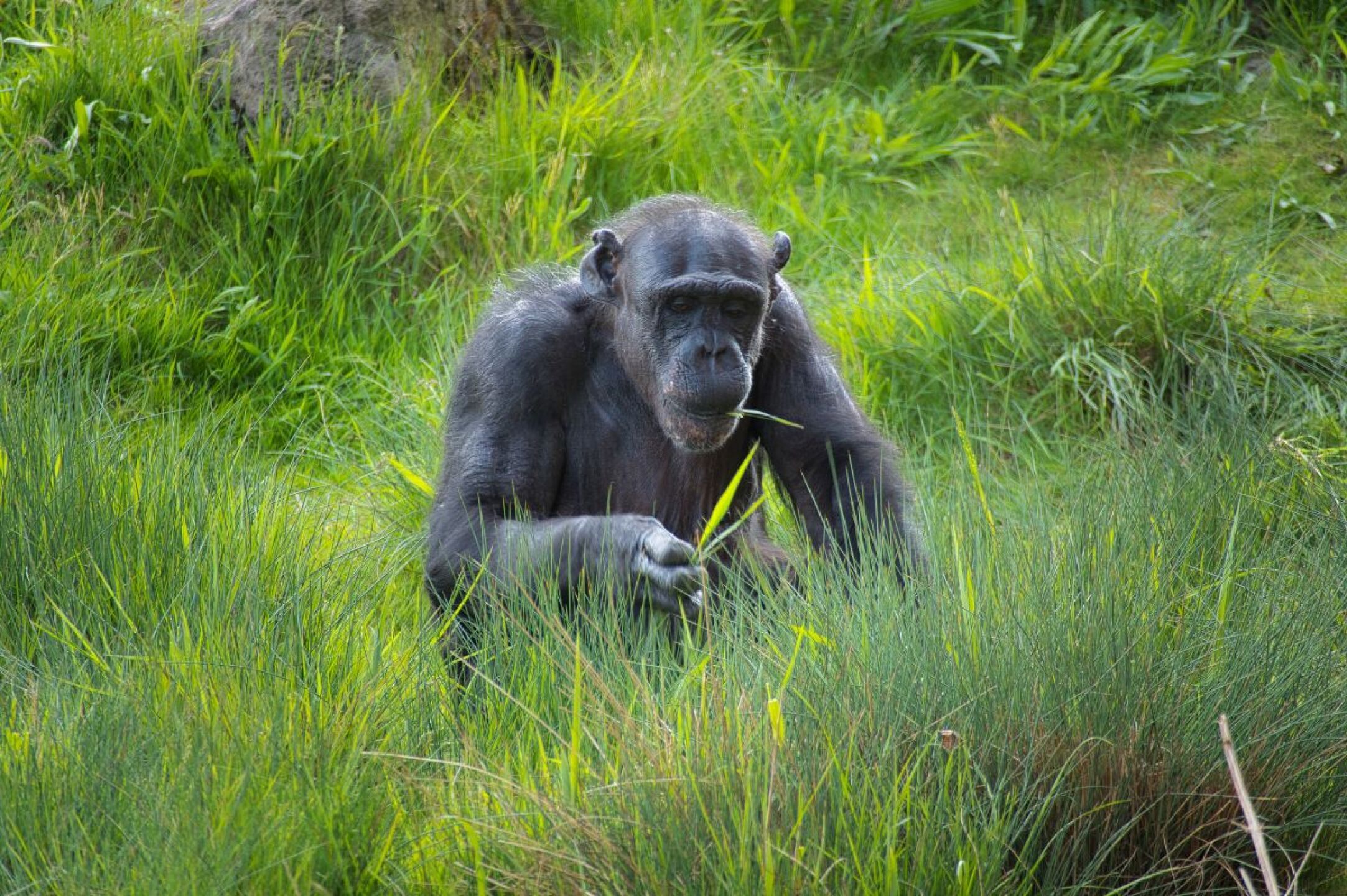 monos-borrachos-los-chimpances-beben-casi-medio-litro-de-cerveza-diariamente-revela-un-nuevo-estudio-cientifico