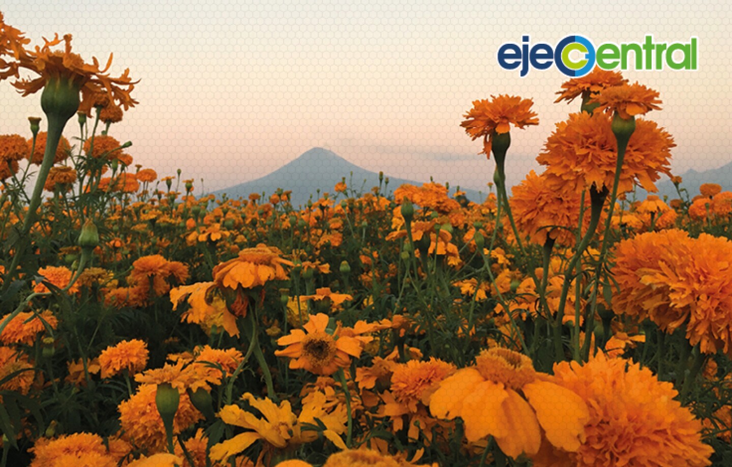 flor de Cempasúchil