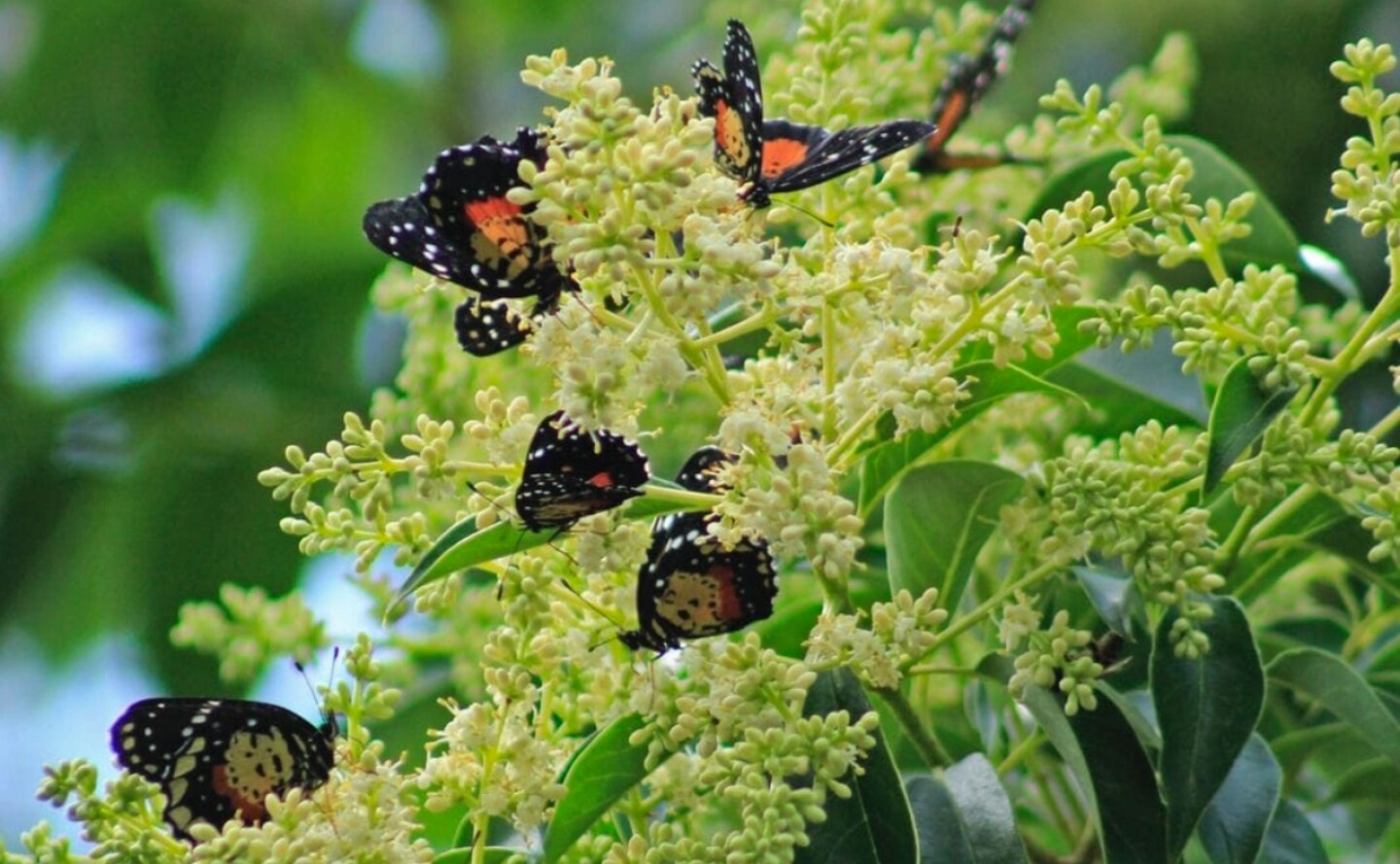 mariposas parche carmesí