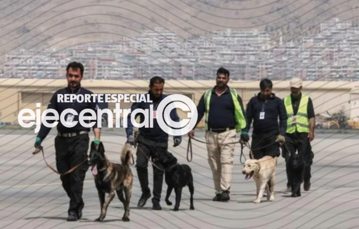 Promos_441 Abandonados a su suerte, los perros del aeropuerto de Kabul se preparan para volver al trabajo