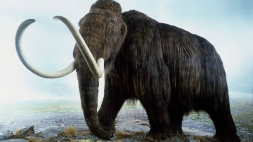 mamut
