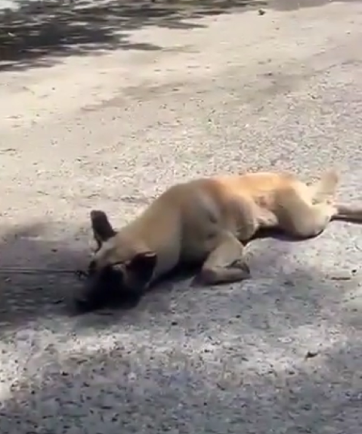 Captura de pantalla 2024-09-26 203447.png