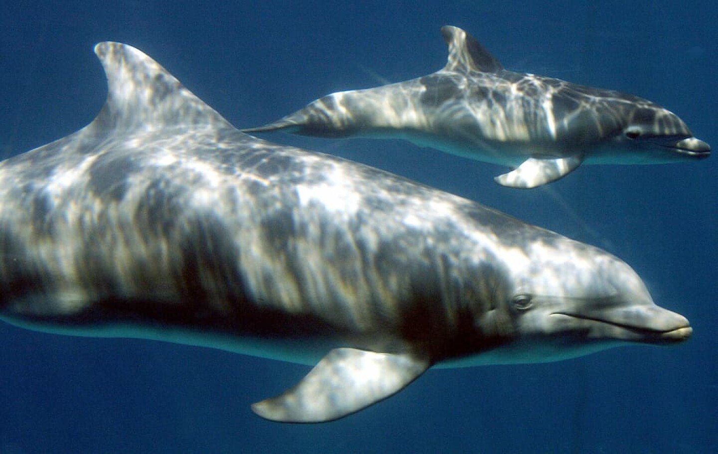 delfín delfines japón