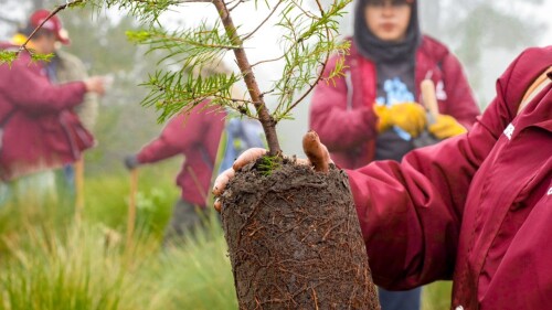 reforestación Ajusco