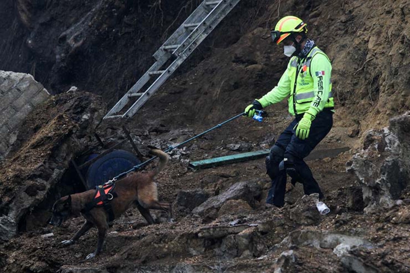 Rescate perros Milagros Caninos