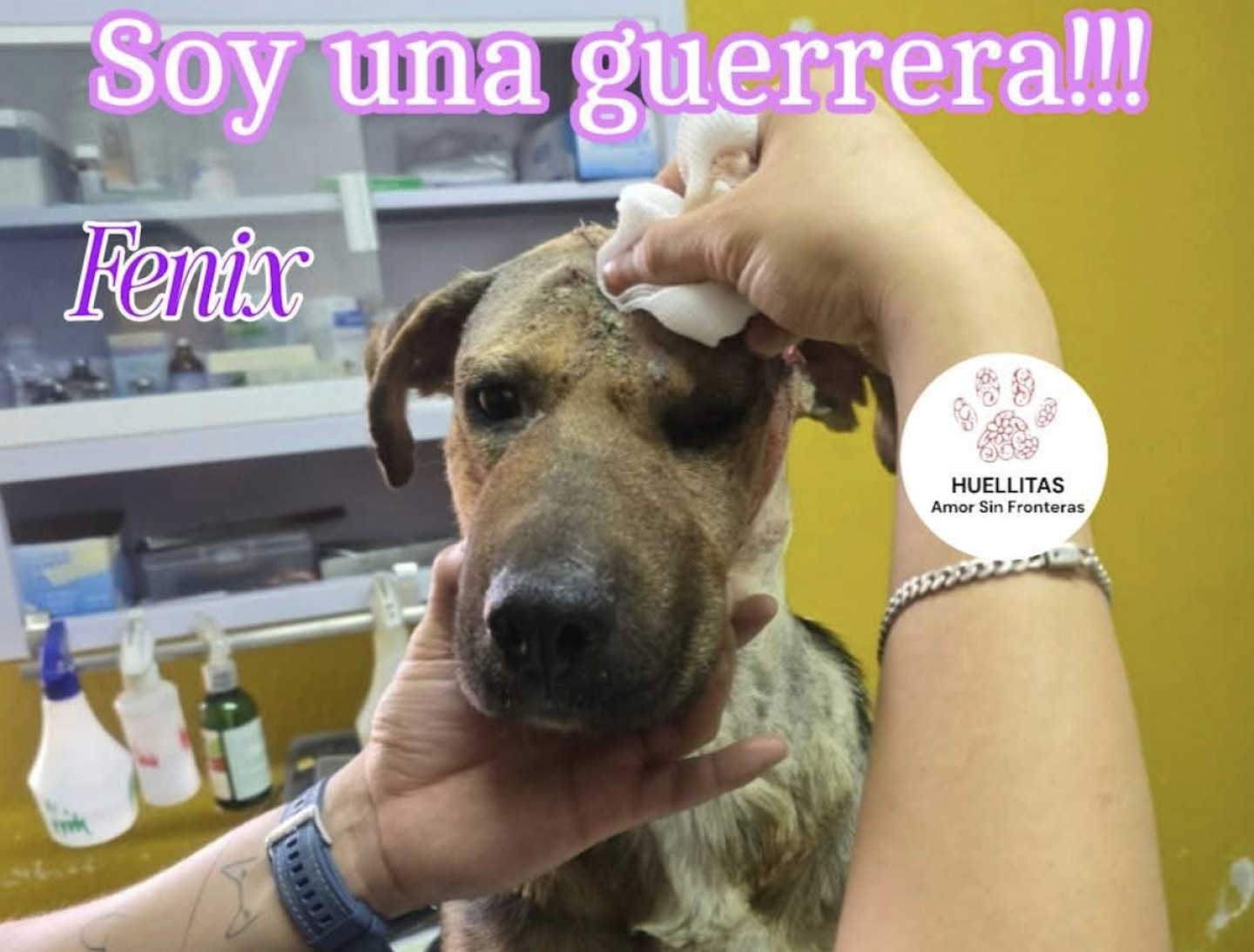 ataque perrita_tultitlan.png